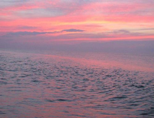 Essay by John Garmon