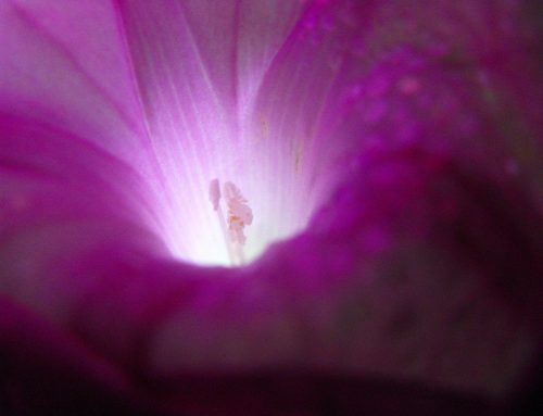 Poem by Francis Bede