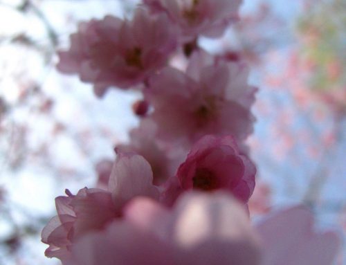 Poem by Jennifer Matthews