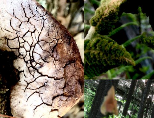 Poem by Anne Whitehouse