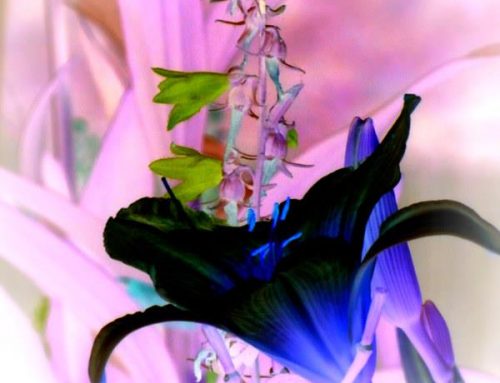 Poem by Samuel Guest