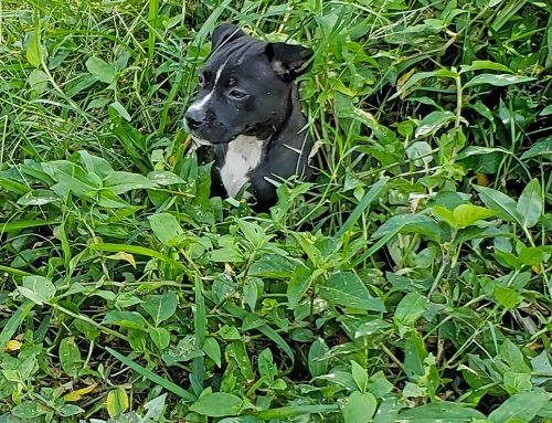 Poem by Adrienne Pilon