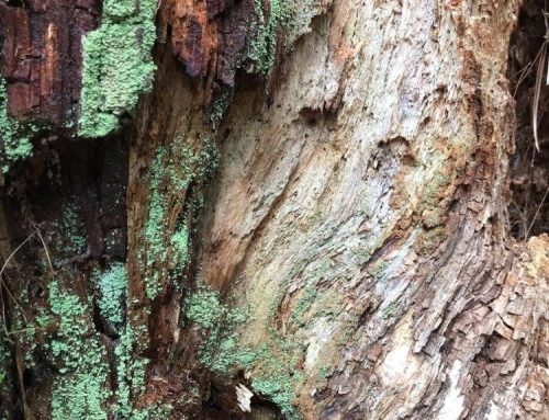 Poem by Joshua Eric Williams