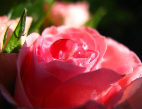 Poem by Richard Dinges, Jr.