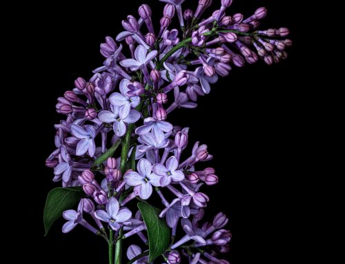 Poem by Stephanie Yue Duhem