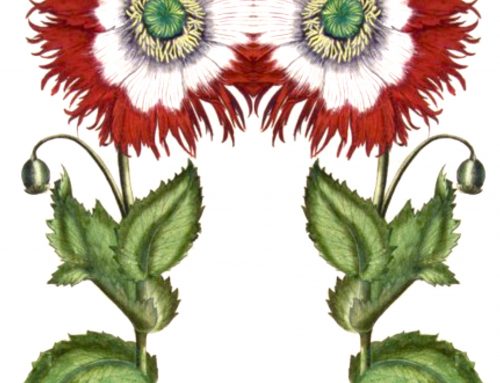 Poem by Jennifer L. Rodriguez