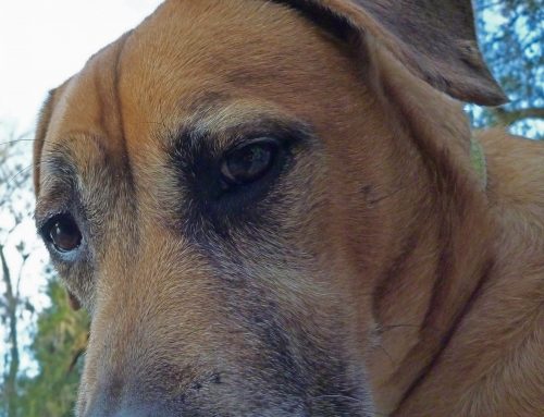 Poem by Megan Baldrige