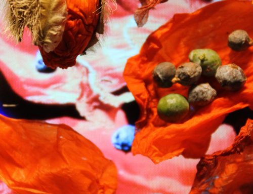 Poem by Nitya Swaruba