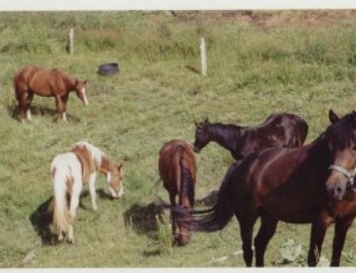 Poem by Anne Whitehouse