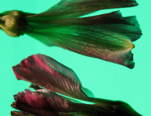 Poem by Michelle Askin