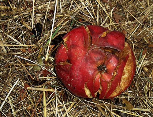 Poem by Mike Mesterton-Gibbons