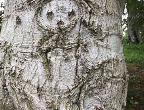 Poem by Sandra Wyllie