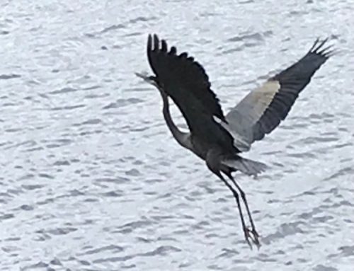 Poem by Tom Pennacchini