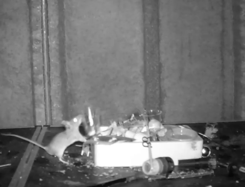 Two Poems by Mike Mesterton-Gibbons