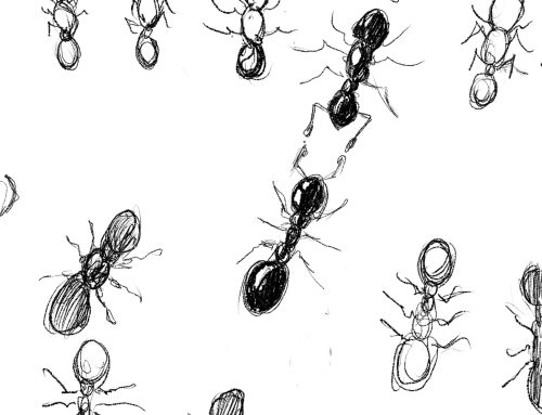 Poem by Steven David Justin Sills