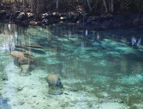 Poem by Strider Marcus Jones