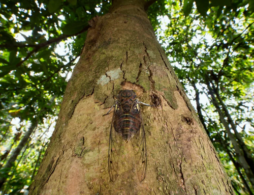 Poem by Mike Mesterton-Gibbons