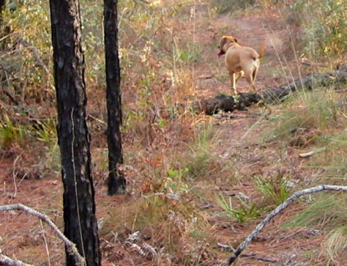 Poem by Jenny Middleton