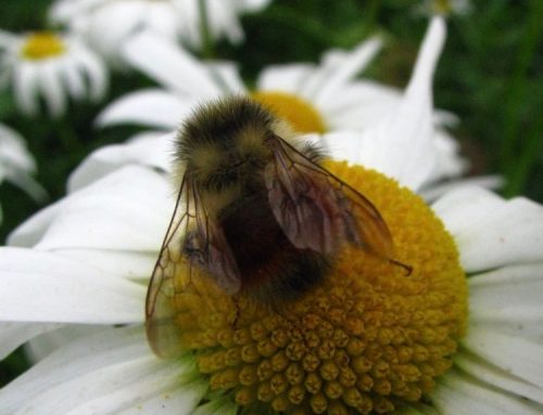 Poem by Terry Trowbridge