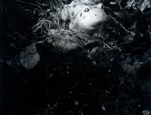 Poem by Sarah Samarbaf