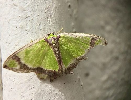 Poem by Aditi Pradhan