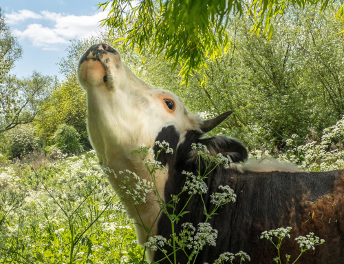 Poem by Mike Mesterton-Gibbons