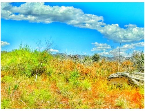 Poem by Susan Isla Tepper