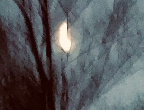 Poem by Lily Tierney