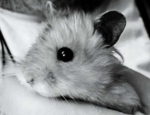 Poem by Edward S. Gault