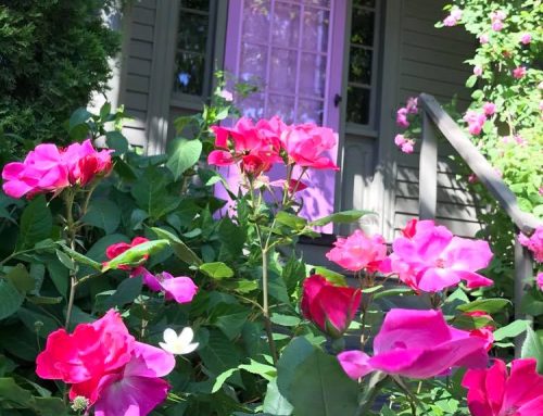 Flash Fiction by Susan Isla Tepper