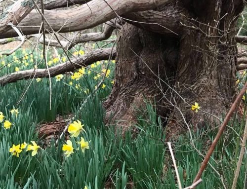 Five Haiku by Adrian Oteiza