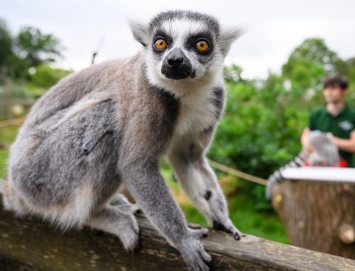 Poem by Mike Mesterton-Gibbons