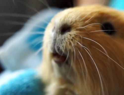 Two Poems by Mike Mesterton-Gibbons