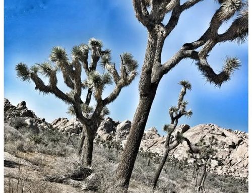 Poem by Susan Isla Tepper