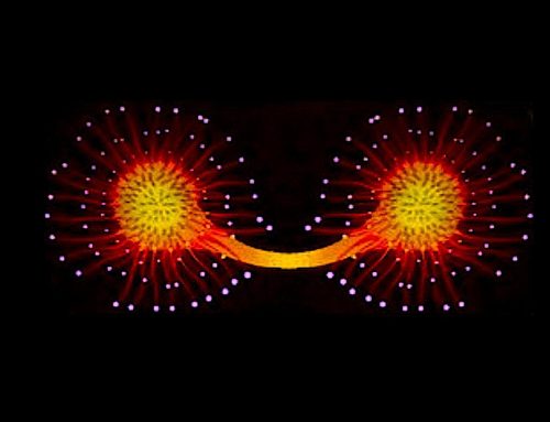 Poem by Sandra Wyllie