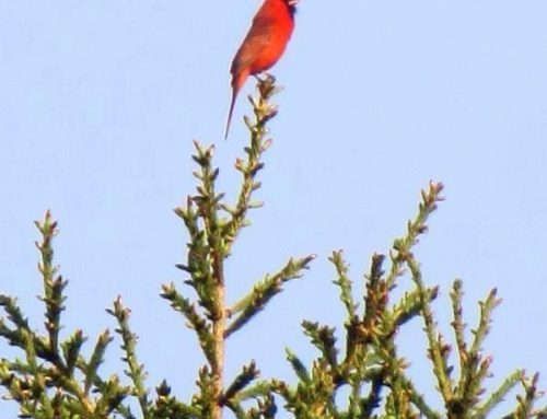 Flash Fiction by Susan Isla Tepper