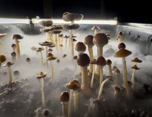 Poem by Mike Mesterton-Gibbons