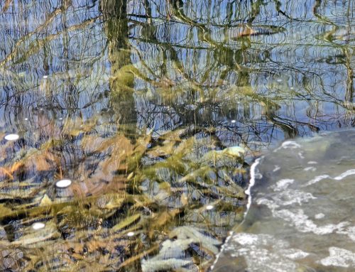 Poem by Bella Melardi