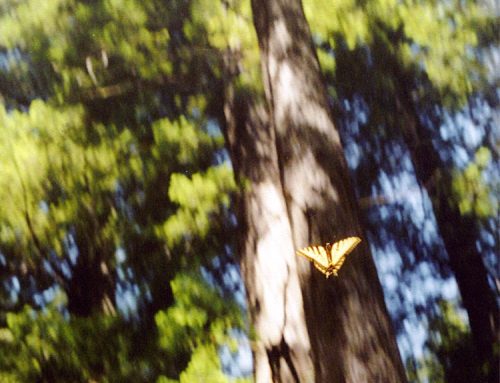 Poem by Peter Mladinic