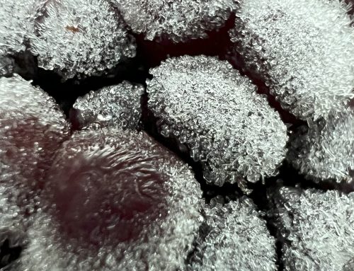 Poem by Frankie Elliot