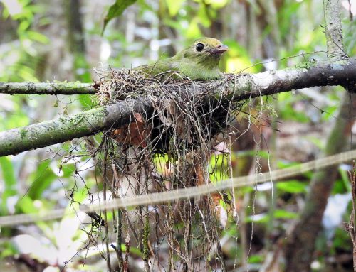 Poem by Mike Mesterton-Gibbons