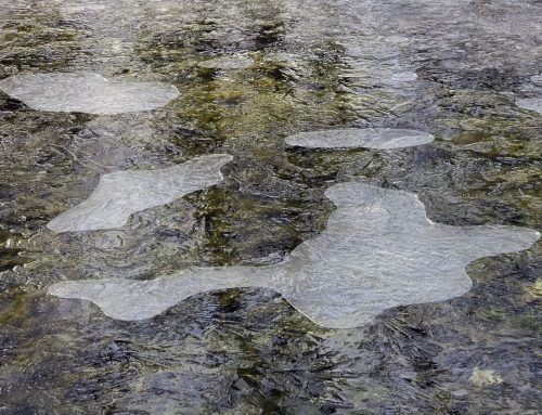 A Series of Short Poems by Jennifer Gurney