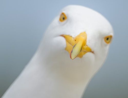 Poem by Mike Mesterton-Gibbons